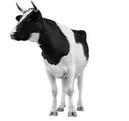 animated cow
