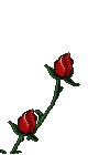 {animated rose}