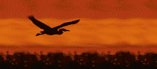 {animated bird at sunset}