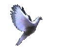 {animated dove}