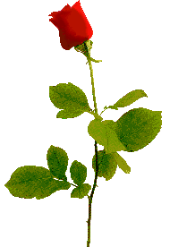 {rose}