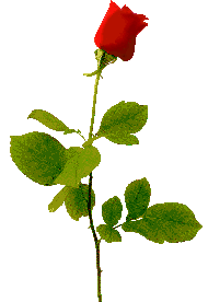 {rose}