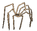 {spider}
