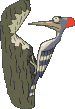 {animated woodpecker}